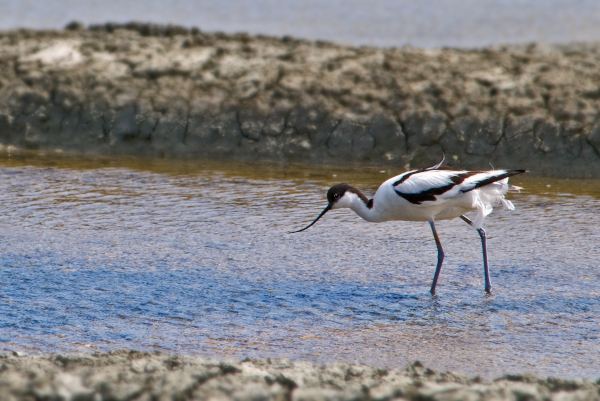 Avocette &eacute;l&eacute;gante (Recurvirostra avosetta) &copy; Jean-Jacques Carlier